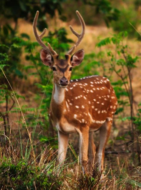 The Spotted Deer / Chital by Bhavesh-P on DeviantArt