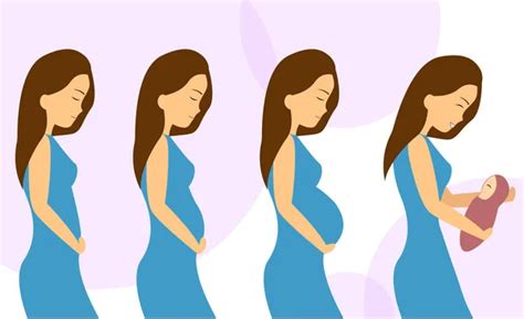 142 Pregnancy stages cartoon Vector Images | Depositphotos