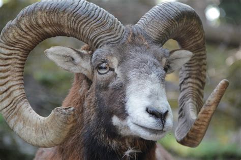 Free Images : male, wildlife, horn, mammal, fauna, goats, vertebrate, sheeps, ruminant, animal ...