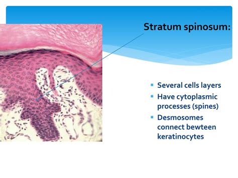 PPT - Basic Skin Structure PowerPoint Presentation, free download - ID ...