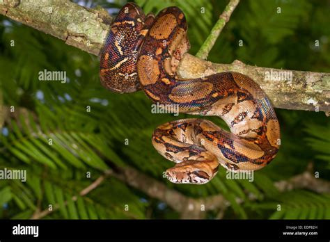 Emperor boa (Boa constrictor imperator) hanging in a tree, Tortuguero ...