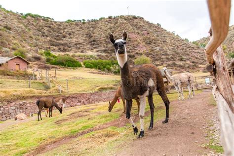 Peruvian Llama. Farm of Llama,alpaca,Vicuna in Peru,South America ...