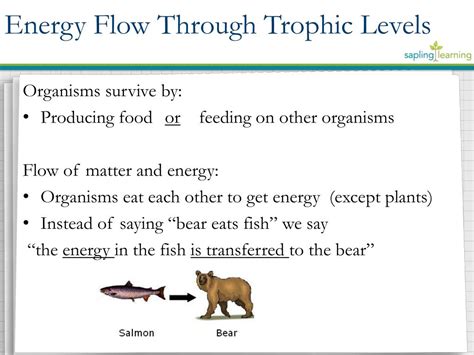 PPT - Energy Flow Through Trophic Levels PowerPoint Presentation, free download - ID:2373071