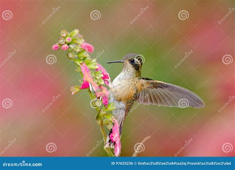 Big Hummingbird Drinking Nectar From Puya Weberbaueri Flower At The ...