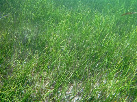 Syringodium filiforme (manatee grass) (southeastern Graham… | Flickr