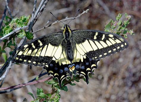 Anise Swallowtail Butterfly, description, characteristics, size, photographs