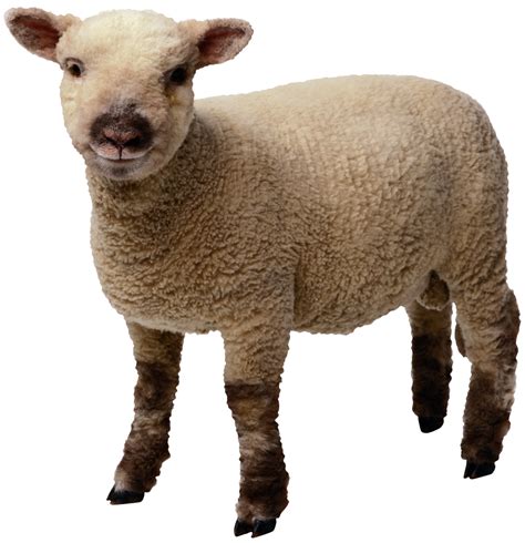 sheep PNG image | Sheep, Animals, Funny sheep