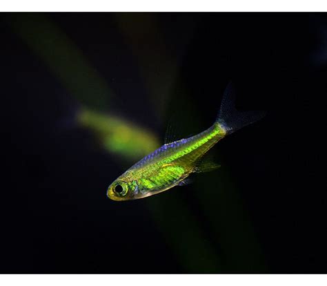 KUBOTAI RASBORA (Microdevario kubotai) – Aquarists Across Canada