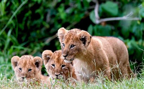 LION CUBS, wild, Lion, cubs, big cats, animals, HD wallpaper | Peakpx