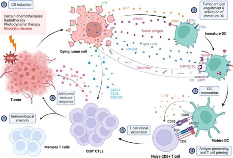 Cell Death Conference 2024 - Judye Marcile