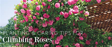 Climbing Rose Care Tips | Jackson & Perkins