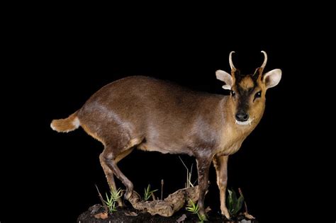 Muntjac/Barking Deer - Muntiacus Muntjak - Masai Gallery