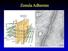 USCSOM Microanatomy Exam 1 flashcards | Quizlet