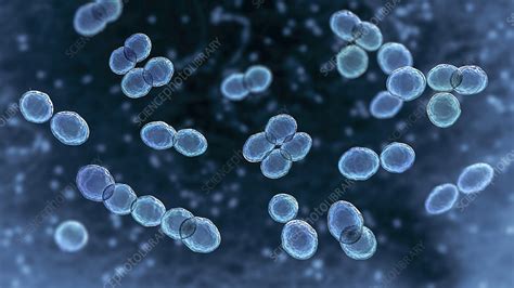 Lactococcus bacteria, illustration - Stock Image - F034/3198 - Science ...