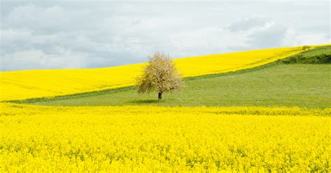 The Mustard tree – revealing the coming worldwide kingdom of God – Bridge to the Bible