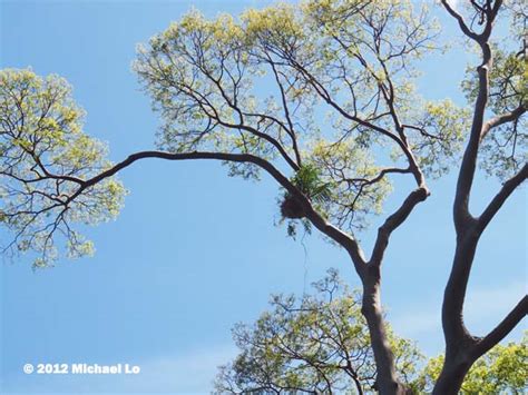 The rainforests of Borneo & Southeast Asia: Tapang tree (koompassia ...