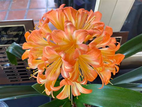 When does Clivia Flower? [Reblooming Tricks]