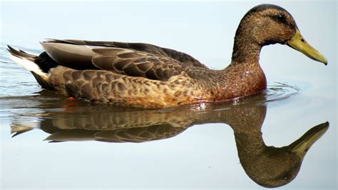 Free photo: Duck Swimming - Animal, Bird, Duck - Free Download - Jooinn