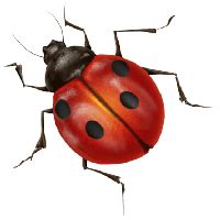 Ladybug Clip Art Transparent HQ PNG Download | FreePNGImg