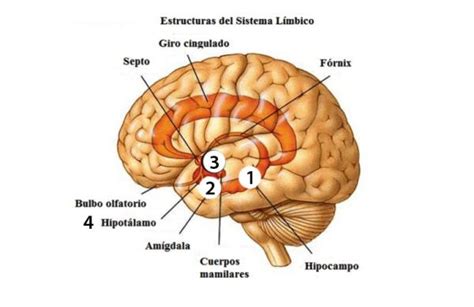 Cerebristicamente: Sobre el cerebro límbico