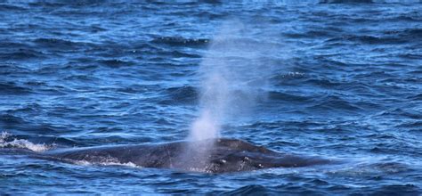 INTERESTING MATING HABITS OF THE HUMPBACK WHALE - Sunshine Coast Afloat