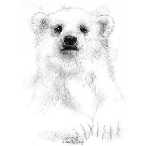 Wild animal gallery | SeanBriggs | Polar bear drawing, Polar bear, Polar bear cub