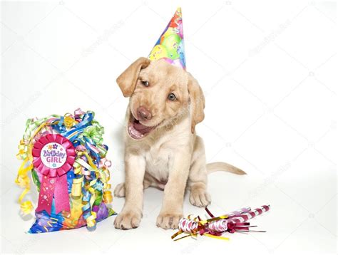 Funny Birthday Lab Puppy — Stock Photo © Jstaley401 #35515525