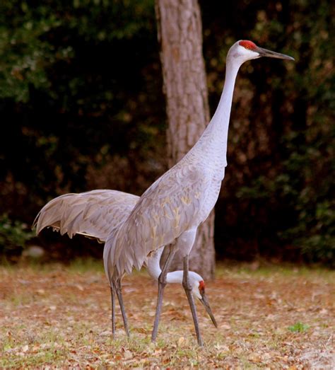 The Retirement Chronicles: Florida Sandhill Cranes!