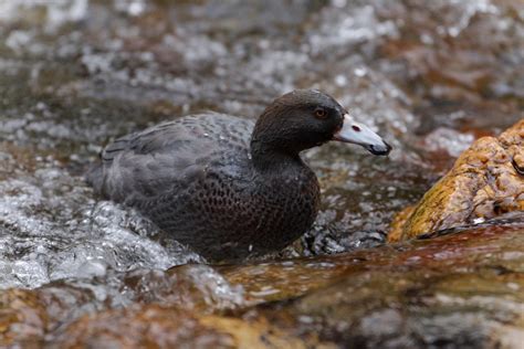 Blue duck/whio | Le canard des torrents, espèce endémique (c… | Flickr