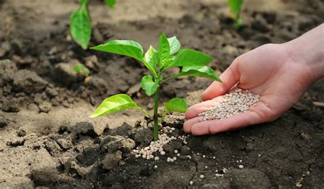 10-10-10 Fertilizer: What it is and How to Use it?