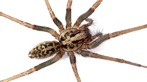 Hobo Spider: Identification, Habits, and Effective Control Methods