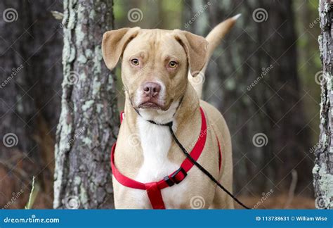 Happy Lab American Bulldog Mixed Breed Dog with Red Harness, Pet ...