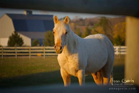 Golden hour :: Landscapes :: Anna Gorin Photography, Boise, Idaho