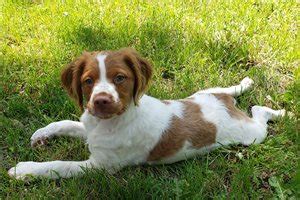 Brittany Spaniel Puppies for Sale from Reputable Dog Breeders