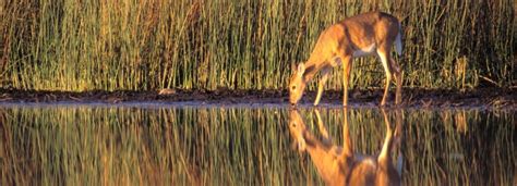 Rivers & Wildlife - Prairie Rivers Network