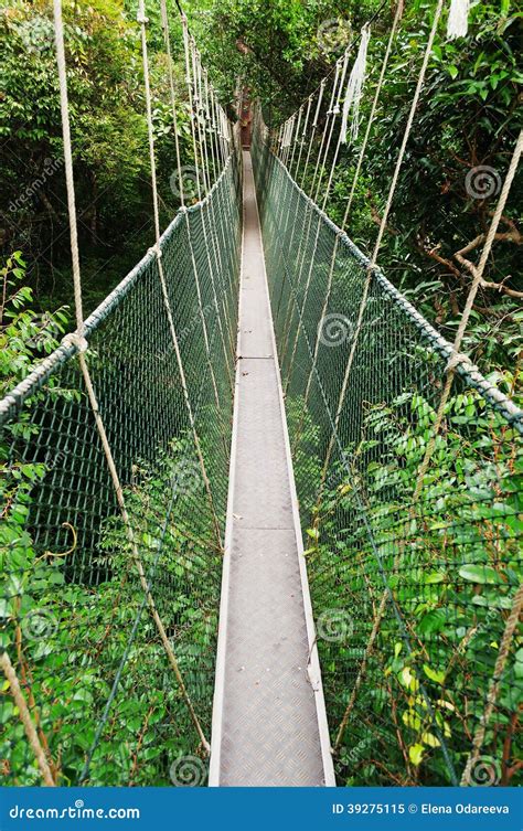 Canopy walkway stock image. Image of rain, danger, green - 39275115