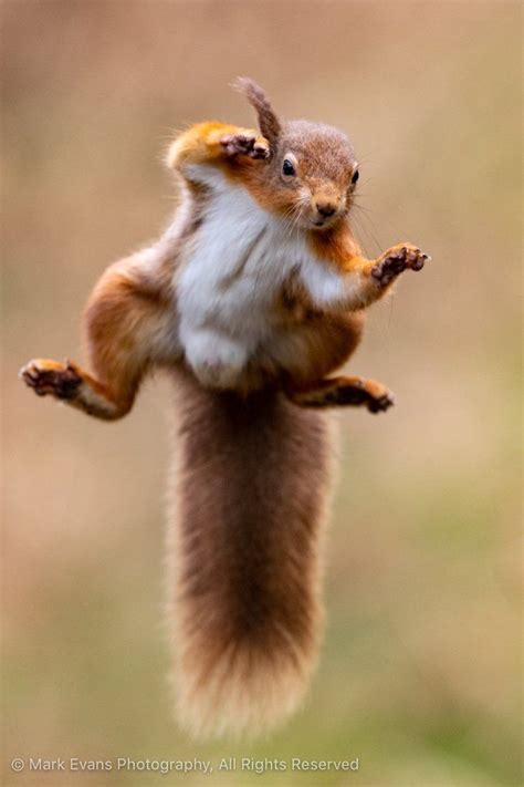 RSPB on Twitter | Squirrel pictures, Squirrel, Funny animal pictures