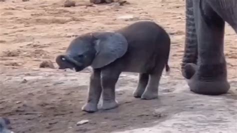 Viral Video Of Baby Elephant Discovering Its Trunk Is The Cutest Thing ...