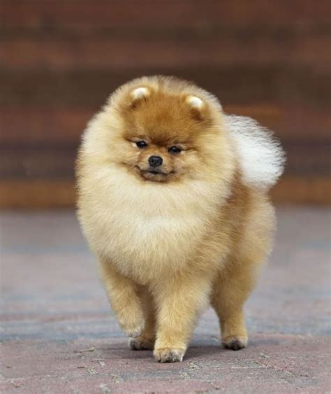 Pomeranian. | Pomeranians | Pomeranian, Dogs, Pomeranian haircut