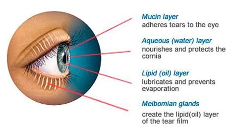 Meibomian Gland Dysfunction - Dr Lynette Venter | Ophthalmologist | Eye | South Africa