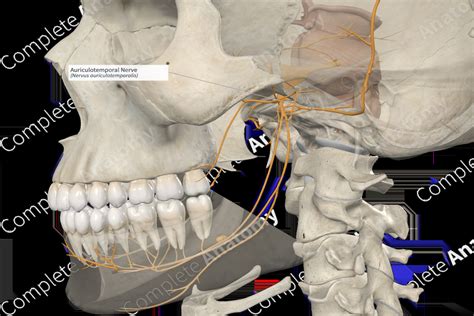 Auriculotemporal Nerve | Complete Anatomy