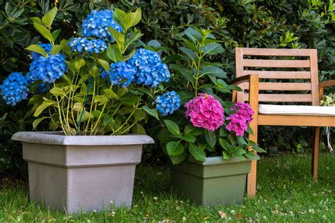 How to Grow and Care for Hydrangeas in Pots