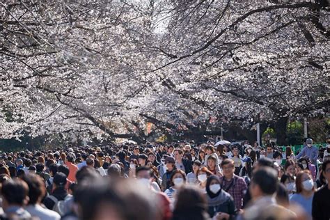 Ueno Cherry Blossom Festival 2022 | japanistry.com