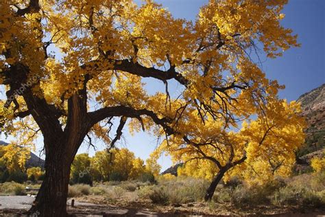 Fall tree in New Mexico — Stock Photo © 42rama #3161459