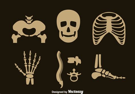 Human Skeleton Vector Set 122647 Vector Art at Vecteezy