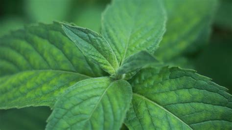 Hibiscus Tea And Its Potential Health Benefits | Just Tea