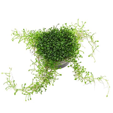 Marsilea crenata | Aquasabi - Aquascaping Shop