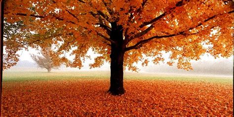 1125x2436px | free download | HD wallpaper: fall full hd, tree, plant ...