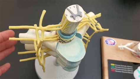 Labeled Spinal Cord Model