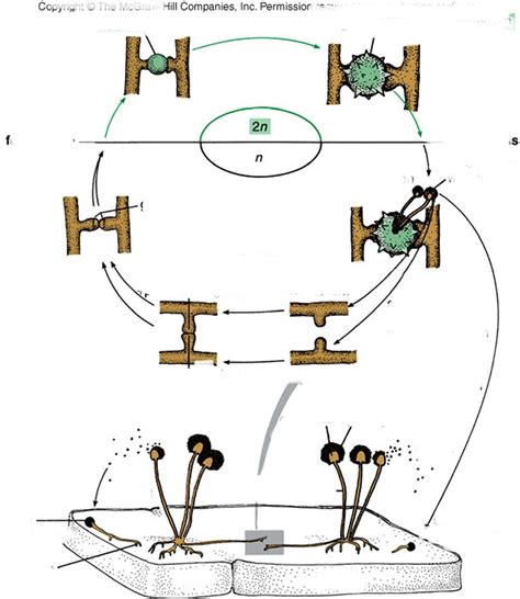 Zygomycota Diagram Diagram | Quizlet